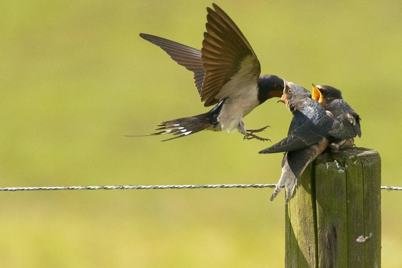 County Durham Bird Watching Course Taking Place This May ExplorAR