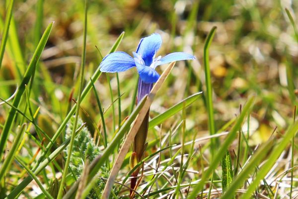 When and where to see Teesdale Gentians