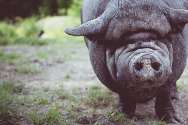 Why is 2019 the Chinese Year of the Pig, and how is the animal decided?