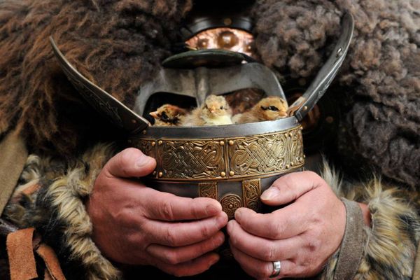 Kynren Viking Village to open on June 29 and feature rare Icelandic chicks